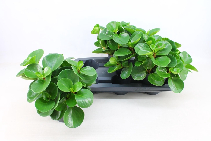 <h4>PEP OBT GREEN GOLD</h4>