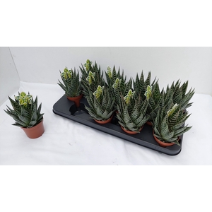 ALOE TIKI TAHI