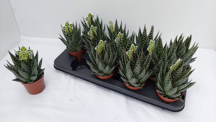 <h4>ALOE TIKI TAHI</h4>