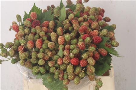 <h4>Rubus Fr Chester</h4>