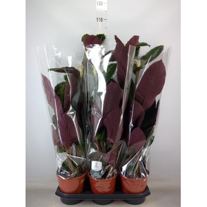 Calathea warscewiczii