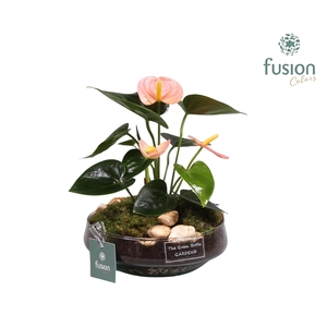 Green BottleIris Small met Anthurium roze