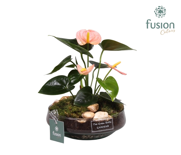 <h4>Green BottleIris Small met Anthurium roze</h4>