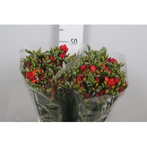 Fr Du Ruby Red (op Kleur!)