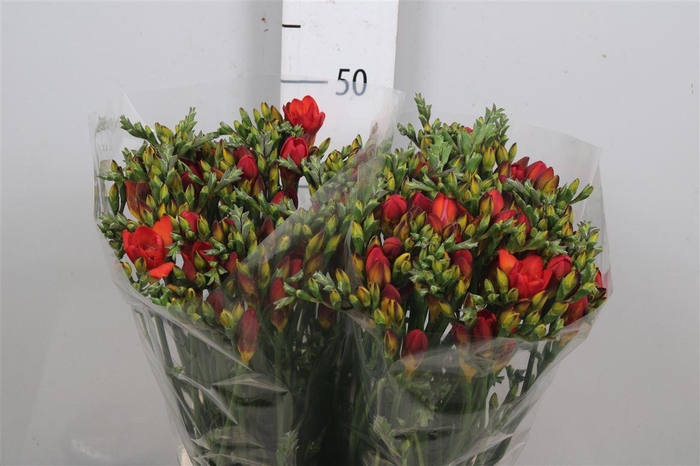 Fr Du Ruby Red (op Kleur!)