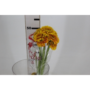 GERBERA BOLERO FREDDY < 050 CM < 10 CM DIAM