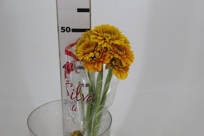 <h4>GERBERA BOLERO FREDDY < 050 CM < 10 CM DIAM</h4>