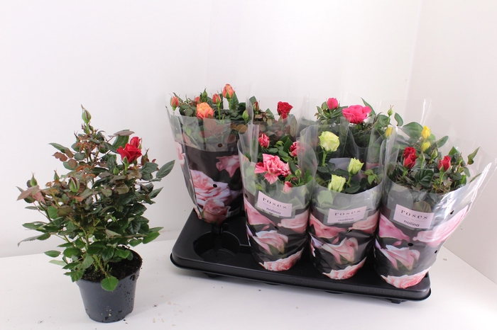 <h4>RO PATHIT GEM 6 SRT</h4>