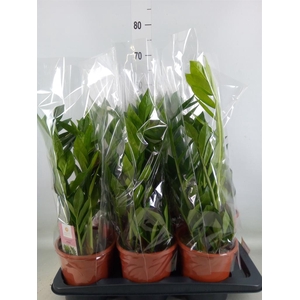 Zamioculcas zamiifolia 'Pixie'