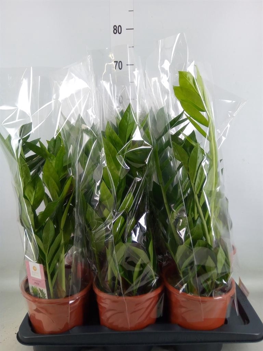 <h4>Zamioculcas zamiifolia 'Pixie'</h4>