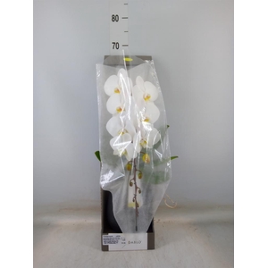 Phalaenopsis   ...white