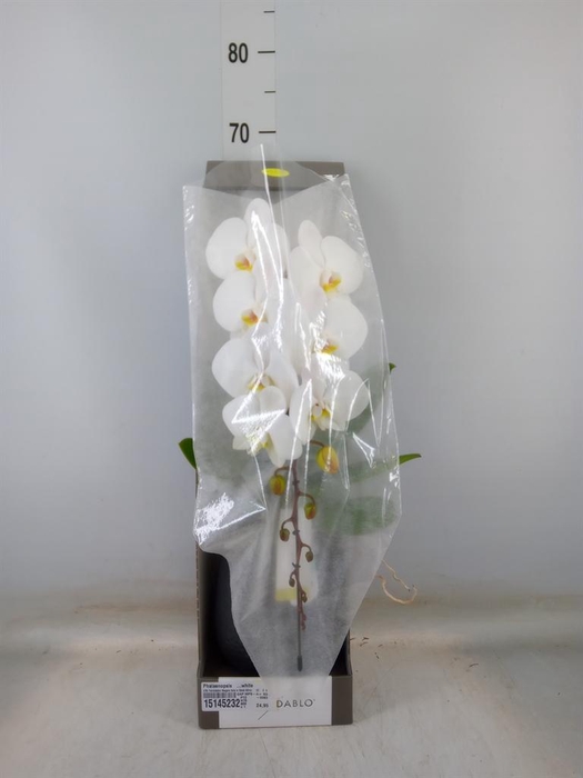 <h4>Phalaenopsis   ...white</h4>