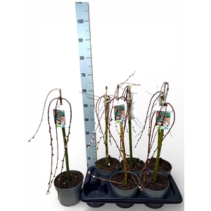 SALIX CAP KILMARNOCK