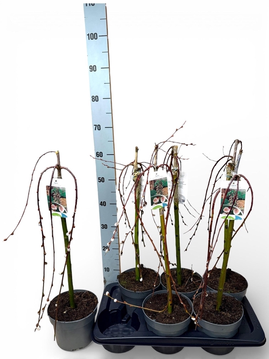 <h4>SALIX CAP KILMARNOCK</h4>