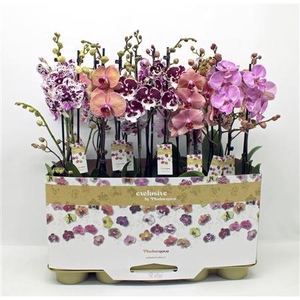 Phal Multi Mix 50cm