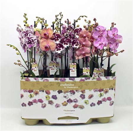 <h4>Phal Multi Mix 50cm</h4>