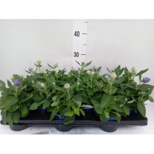 Platycodon grand. 'Astra Blue'