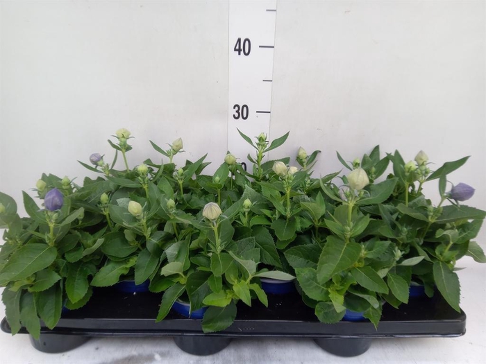 <h4>Platycodon grand. 'Astra Blue'</h4>