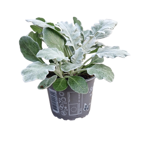 <h4>Senecio maritima p9</h4>