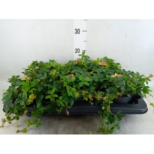 Parthenocissus inserta