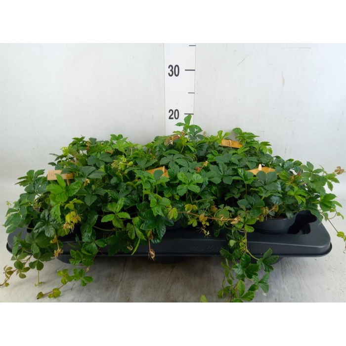 <h4>Parthenocissus inserta</h4>