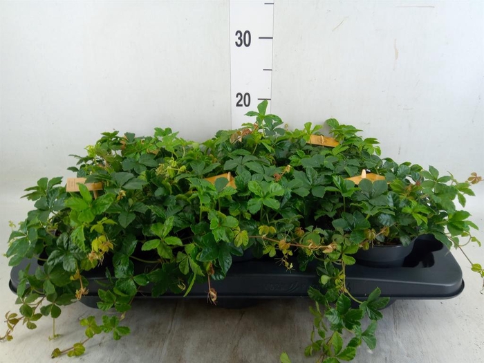 Parthenocissus inserta