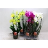Phal El Cascade 4 Kleuren