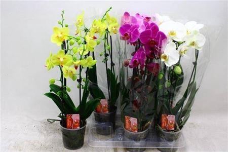 Phal El Cascade 4 Kleuren