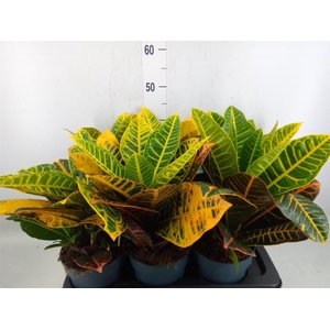Codiaeum var. GR 'Petra'