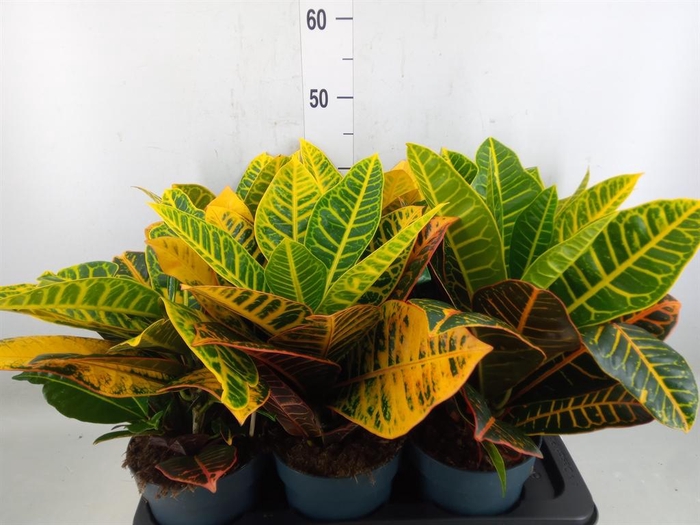 <h4>Codiaeum var. GR 'Petra'</h4>
