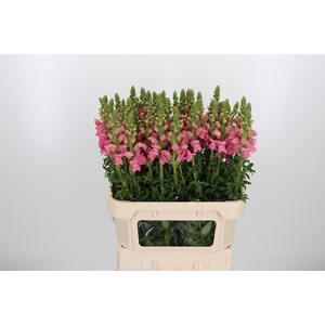 Antirrhinum Po Pink