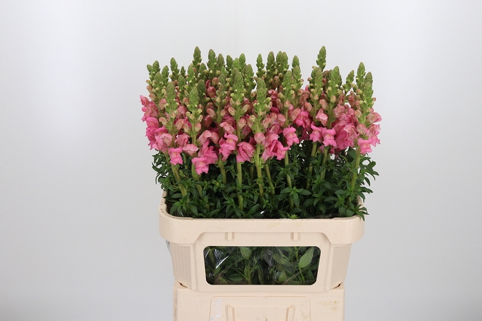 <h4>Antirrhinum Po Pink</h4>