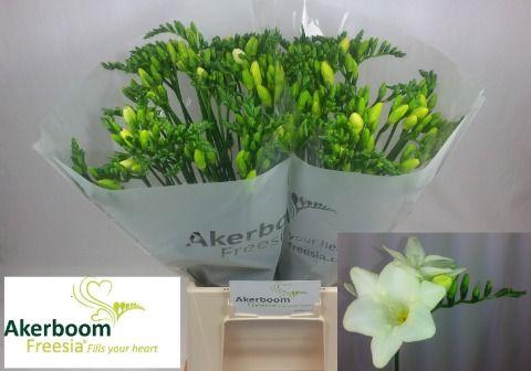 <h4>Freesia Ambiance</h4>