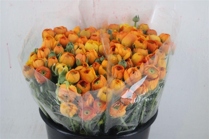 <h4>Ran Elegance Orange</h4>