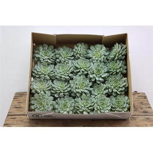 Echeveria Derenbergi Klein X20