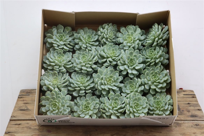 <h4>Echeveria Derenbergi Klein X20</h4>