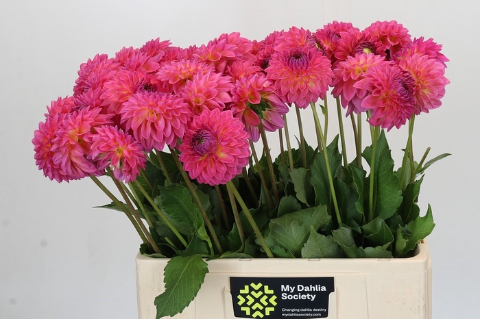 Dahlia Barbados