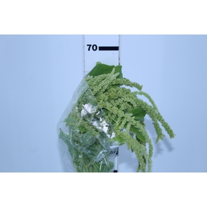 AMARANTHUS D. VERDE 070 CM VERDE