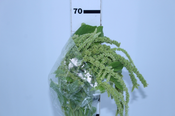 AMARANTHUS D. VERDE 070 CM VERDE