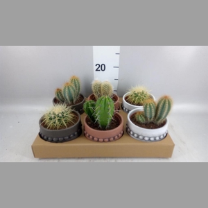 Cactus   ...