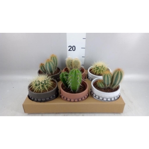 Cactus   ...