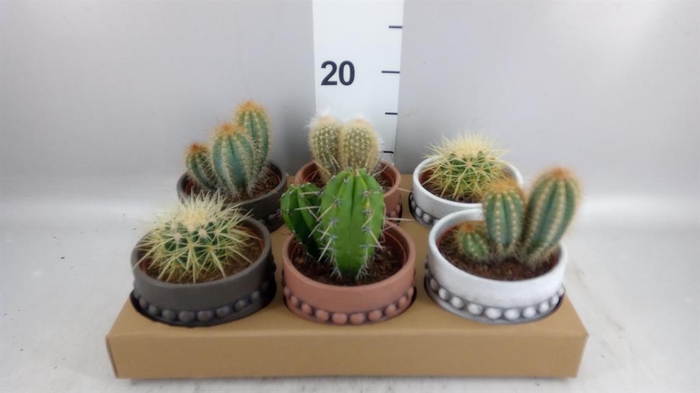 <h4>Cactus   ...</h4>