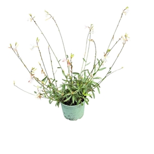 Gaura Whirling Butterf