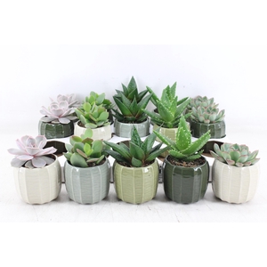 arr3 OV - Ker. Helsinki x15