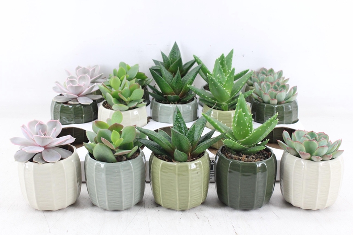 <h4>arr3 OV - Ker. Helsinki x15</h4>