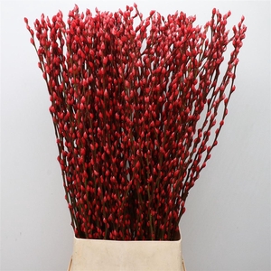 Salix Snow Flake Klb Red