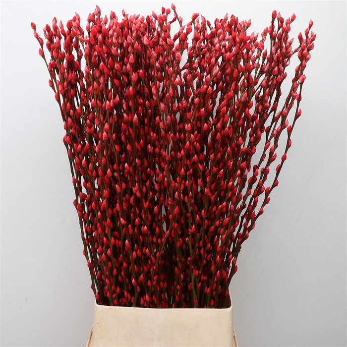 <h4>Salix Snow Flake Klb Red</h4>