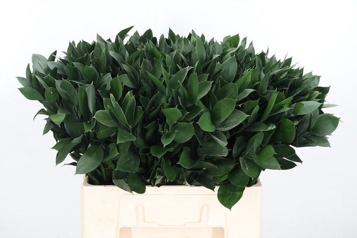 <h4>RUSCUS HYPOPHYLLUM 60 CM</h4>