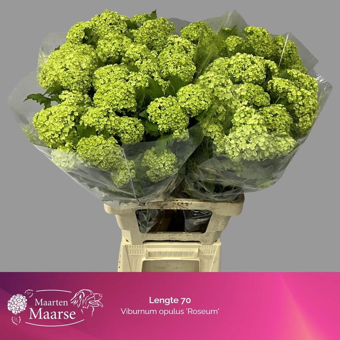 <h4>VIBURNUM ROSEUM ST</h4>