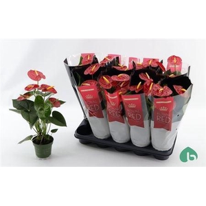 Anthurium Royal Champion 5-6